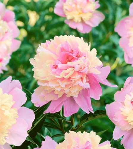 Paeonia lactiflora 'Sorbet' ca. 11x11 cm Topf - Pfingstrose, zweifarbige Blüten, Blütezeit Mai-Juni, ideal für Rabatten, duftend, pflegeleicht