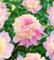 Paeonia lactiflora 'Sorbet' ca. 11x11 cm Topf - Pfingstrose, zweifarbige Blüten, Blütezeit Mai-Juni, ideal für Rabatten, duftend, pflegeleicht