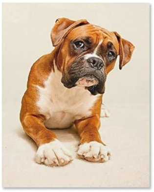 Jigsaw Puzzle 1000 Pieces，Boxer dog，paper Adult Toys Decompression Game（38x26cm）-E88