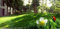 Rasensamen in China, Grassamen, Pcak mit 1000 Samen