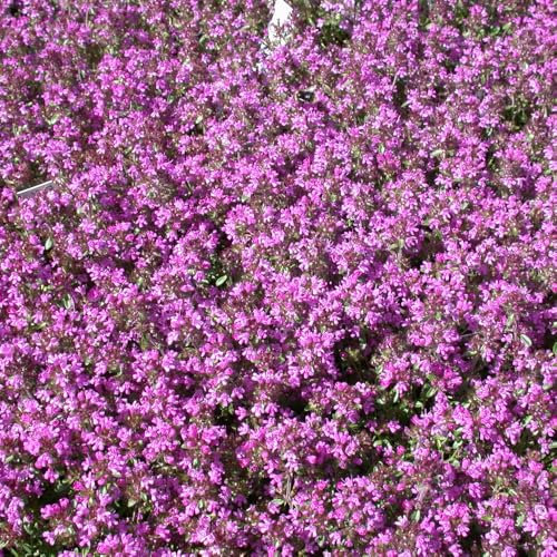 Creeping Thyme 'Teracina'. Plug Plant x 4. Common Herb. Pink Green Ground Cover. Available from Bedwen Plants.