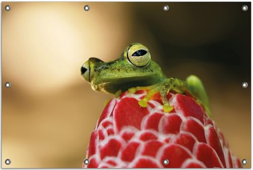 Wallario Outdoor-Poster für Garten oder Balkon Frosch sitzt auf Einer Knospe, Motivbanner Größe: ca. 80 x 120 cm, Outdoor-Bild