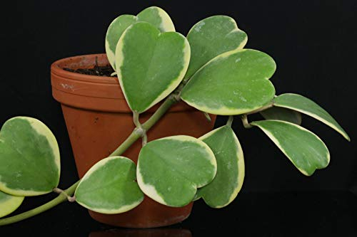 Seeds products Hoo - Flower Semi 20pcs / Bag Hoya Semi Kerrii (December orchid) The House Garden Materials Bonsai Promotion Loss!