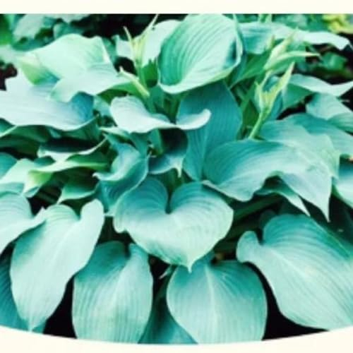 Funkien zwiebeln,winterharte Blumenzwiebeln,Hosta Wurzel,geeignet für die Blumendekoration im Garten und auf dem Balkon,duftend,hosta pflanze winterhart(große Zwiebeln,ohne Samen)-10zwiebeln-B