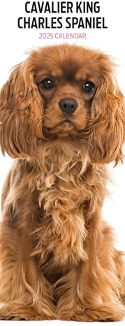 Cavalier King Charles 2025 schmaler Kalender