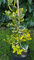 gelbgrüne Hülse, Ilex altaclerensis Golden King 80-100 cm hoch im 10 Liter Pflanzcontainer
