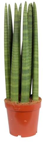 Bogenhanf 'Straight', Topf-Ø 17 cm, Höhe ca. 60 cm