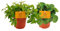 Sukkulente - Peperomia Duo - Ø10,5cm - 15cm - 2 Stück