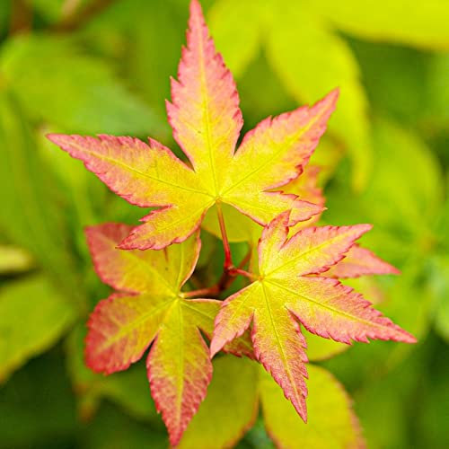 Acer Little Princess Plant - Japanese Maple Tree | Hardy Deciduous Outdoor Garden Shrubs Potted | 3L Pot, 40-60cm Incl. Pot