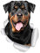 Winston & Bear Smiling Rottweiler Hund Wandaufkleber - 2er Pack - Rottweiler Hund WC Aufkleber - 3D Hund Auto Fenster und Stoßstange Aufkleber - Retail verpackt Rottweiler Liebhaber Geschenke