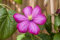 Clematis Hybride 'Ville de Lyon' 40-60 cm - Waldrebe, karminrote Blüten, Blütezeit Juni-September, ideal für Rankgerüste, pflegeleicht und winterhart