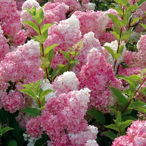 Rispenhortensie 'Vanilla Fraise'® - Hydrangea paniculata 'Vanille Fraise'® - 40-50 cm Topf