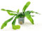 POWERS TO FLOWERS - PLATYCERIUM ALCICORNE MINI IDEALE PER TERRARIUM, VASO 5,5CM, pianta vera
