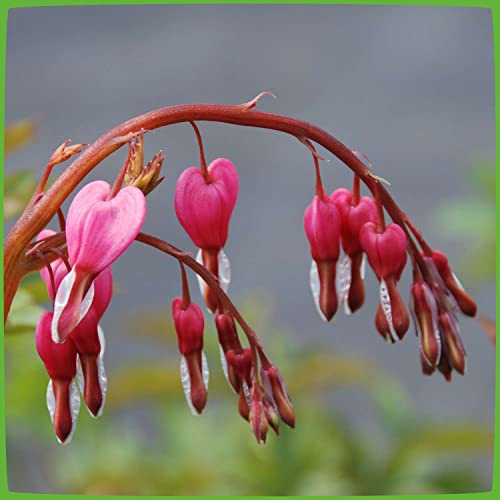 GARTEN SCHLÜTER® Tränendes Herz Rosa - Dicentra Spectabilis - Topf | Pflanze winterhart mit herzförmiger Blüte - Herzblume