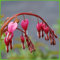 Tränendes Herz Rosa - Dicentra Spectabilis - Pflanze winterhart mit herzförmiger Blüte - Herzblume im Topf von Garten Schlüter