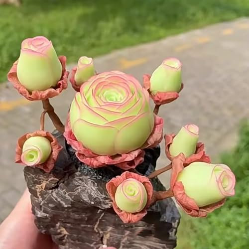 Worparsen 500/1000pcs Mountain Rose Sukkulenten Samen Sukkulenten seltene Sorten Samen Sukkulenten Samen zum Anbau von rosafarbenartigen Blumen für Topfpflanzen C 500 Stück