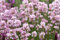 1 x Lavandula angustifolia 'Rosea' (Staude/Stauden/Winterthart/Mehrjährig) Echter Lavendel - Stecklingsvermehrt - Tolle rosa Blüten - Sehr Insekten- und Bienenfreundlich - von Stauden Gänge
