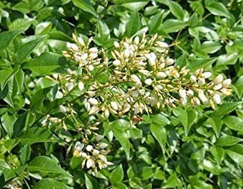 vegherb Nandina domestica | Bambou céleste sacré | 20_Seeds