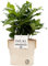 Coffee Arabica Houseplant with Pot, Houseplant Real Indoor Plant for Office, Home, Bedroom, Kitchen and Living Room, Perfect for Clean Air, Delivered Next Day