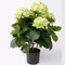 Trauer-Shop Künstliche Hortensie Creme grün - Kunstblume Hortensienpflanze. H 36cm.