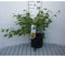Corylopsis pauciflora - Niedrige Scheinhasel 30-40 cm Container