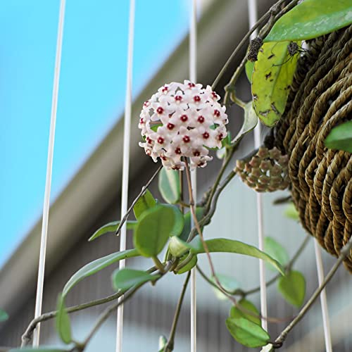 Hoya Pflanze(Hoya Carnosa) Samen Sukkulenten Zimmerpflanzen Hoya Blumensamen Bonsai Samen Balkon Blumen HäNgepflanzen Kletterpflanzen-200stüCk