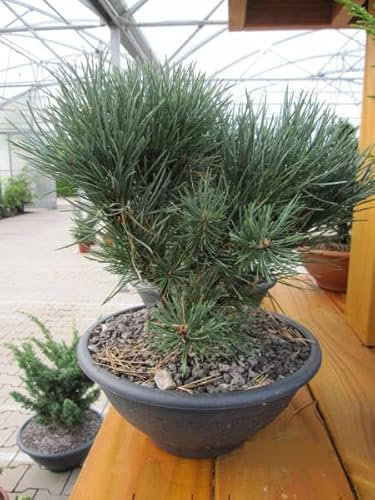Pinus sylvestris Watereri - Silberkiefer Watereri - Schic in Schale - 25-30cm
