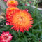 semillas de flor de paja perenne, flores cortadas plantas exóticas resistentes plantas jardín rocas resistentes para balcón semillas flores balcón jardín balcón exóticas semilla prado 50pcs