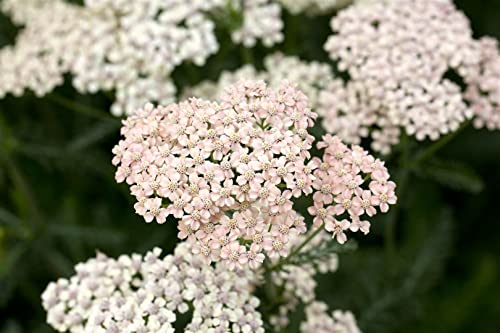 Achillea millefolium 'Apfelblüte' ca. 9x9 cm Topf, Schafgarbe, zartrosa Blüten, Blütezeit Juni-September, ideal für Beete, bienenfreundlich, pflegeleicht