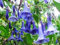 Tromba semi- lochroma Australis di Mini Blue Angel - bellezza tropicale - 10 Semi:Seeds Only