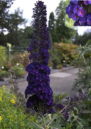 Buddleja davidii Black Knight - Schmetterlingsstrauch -