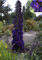 Buddleja davidii Black Knight - Schmetterlingsstrauch -