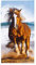 NORTHWEST Classics Strandtuch, 76,2 x 152,4 cm, Laufpferd