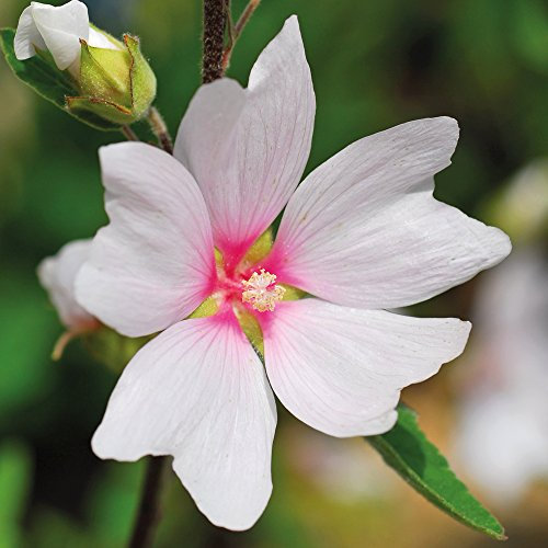 Lavatera Barnsley Baby Dwarf Perennial Plant Flowers Pink Mallow Ideal for Patios & Low Garden Walls 1 x 9cm Potted Plant by Thompson & Morgan