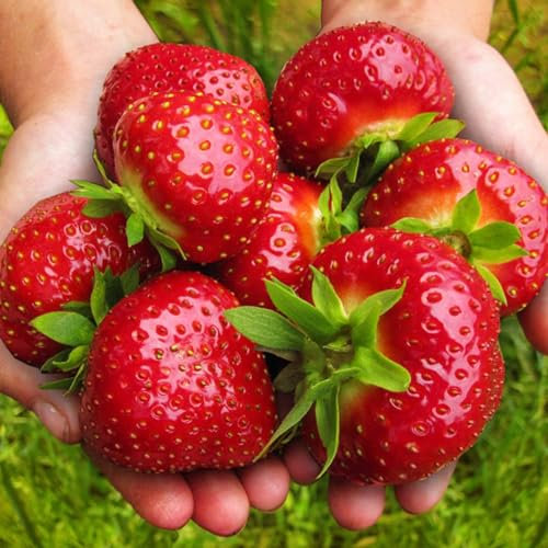 Erdbeerpflanzen 'Polka' extrem süße und große Früchte ab März - Set mit 10 Pflanzen ERDBEEREN - Mehrjährig, Superobst für Garten