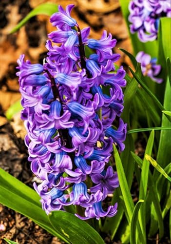 Winterhartes Pflanze, Einfach anzubauen, Leicht zu keimen, Natürlich und biologisch, Winterharte Rhizome, Gesunde Zwiebeln-2 Hyazinthen Zwiebeln