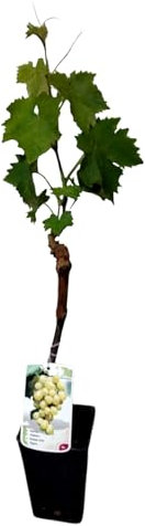Planta Parra Aledo de Nochevieja, Uva de fin de año, 40-50 cm. Vid que produce uvas de mesa grandes, jugosas y de sabor dulce. Segura Garden.