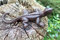 Gwenys Haus Gartenfigur Eidechse Gusseisen