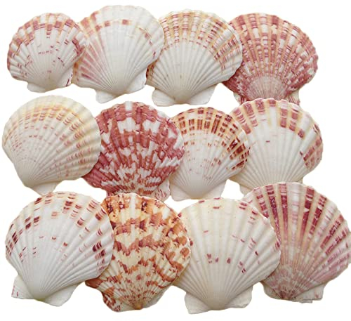 Zasvec Muschelschale Natürliche 30 Stück Muschelteller Muscheln Deko 3-5 cm Groß Jakobsmuschel Muschelsortiment zum Dekorieren und Basteln für DIY Handwerk, Fisch Panzer Dekoration