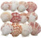 Zasvec Muschelschale Natürliche 30 Stück Muschelteller Muscheln Deko 3-5 cm Groß Jakobsmuschel Muschelsortiment zum Dekorieren und Basteln für DIY Handwerk, Fisch Panzer Dekoration