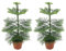 Plant in a Box - Araucaria Heterophylla - 2er Set - Norfolk Tanne - Zimmerkiefer - Topf 14cm - Höhe 45-55cm