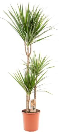 Trendyplants - Dracaena Marginata - Drachenbaum - Zimmerpflanze - Höhe 110-130 cm - Topfgröße Ø21cm