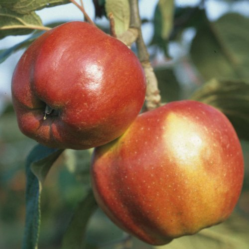 Apfel Rote Sternrenette, Busch
