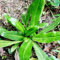 Luojuny Semillas de culantro, 50 piezas/bolsa Semillas de culantro Alta germinación Comestible Perenne Fácil plantación Semillas de cilantro natural Suministros de granja Verde