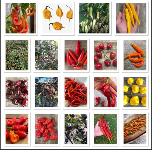Chili Samen Sortiment XXXL -30 Sorten zu je 10 Samen- Von Mild bis zu Extrem Scharf