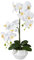 CREATIV green stilvolle Phalaenopsis Kunstorchidee 52cm in weiß I künstliche Orchideen wie echt mit weißem Keramik-Topf & naturgetreuen Blüten I Real Touch täuschend echte Kunstblumen