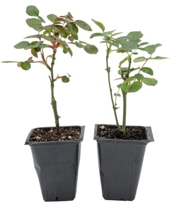 2 Rosa 'Flower Carpet Red', Live Plants – Rosa x ‘Noare’ – Hardy Ground Cover Rose in 2.5” Nursery Cubes – Prolific Bloomer with Stunning Red Flowers from Spring to Winter