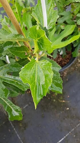 Ficus carica FIGALITY® 'Little Miss Figgy' / Figuier nain à fruit noir/Conteneur de 7 à 10 litres/Touffe