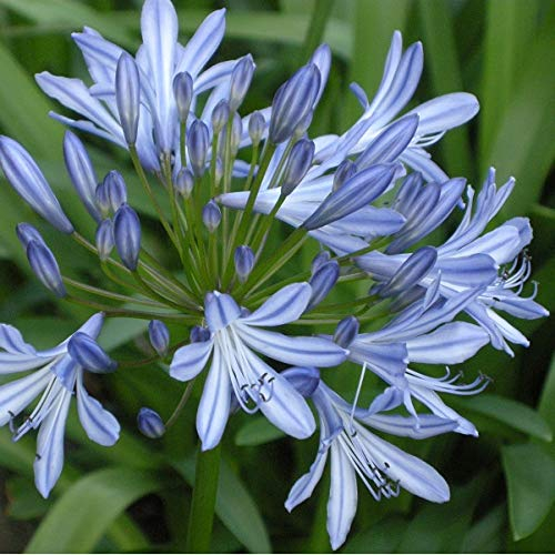 6 x Garten Schmucklilie - Agapanthus Africanus Topf 9x9cm: Exotische Schönheit für sonnige Gärten.