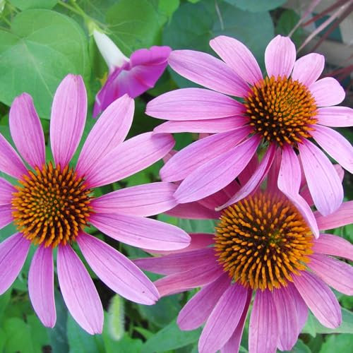 PlantiCo Red Coneflower Seeds 0, 5g Rudbeckia Purpurea Pianta perenne Ideale per aiuole soleggiate Fiorisce da giugno ad agosto Attraente per gli impollinatori